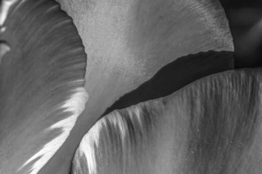 Siyah ve Beyaz Banja Luka Darwin Melez Lale Yaprakları Açan Makro. Bosna 'da kent adı verilen laleler Türkiye' ye özgüdür.