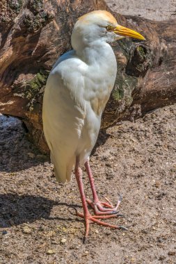 Renkli Beyaz Sığır Egret Florida Bubulcus Ibis