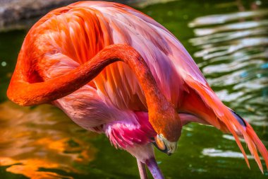 Renkli Orange Pembe Amerikan Karayipleri Flamingo Florida Phoenicopterus ruber Florida.