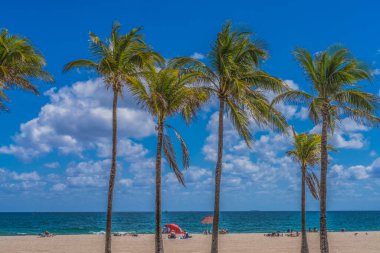 Palm Trees Mavi Okyanus Şemsiyeleri Fort Lauderdale Plajı Florida 