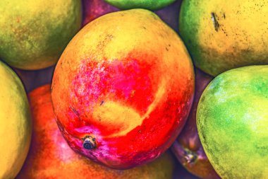 Birçok Sarı Kırmızı Turuncu Mangolu Fort Lauderdale Florida. Mangifera indicia