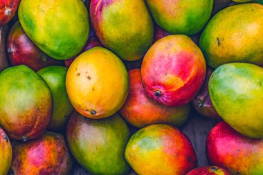 Birçok Sarı Kırmızı Turuncu Yeşil Mangolu Fort Lauderdale Florida. Mangifera indicia