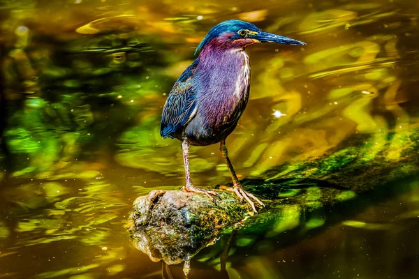 Πολύχρωμο Πράσινο Heron Ψάρεμα Φλόριντα Butorides Virescens — Φωτογραφία Αρχείου