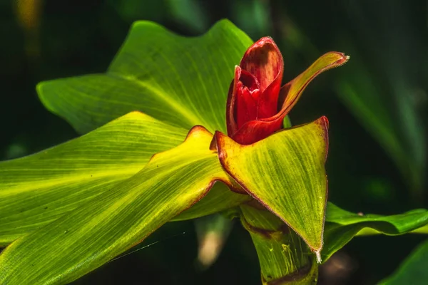 Πράσινο Κόκκινο Φύλλα Αφρικανικό Φυτό Arrowroot Canna Indica — Φωτογραφία Αρχείου