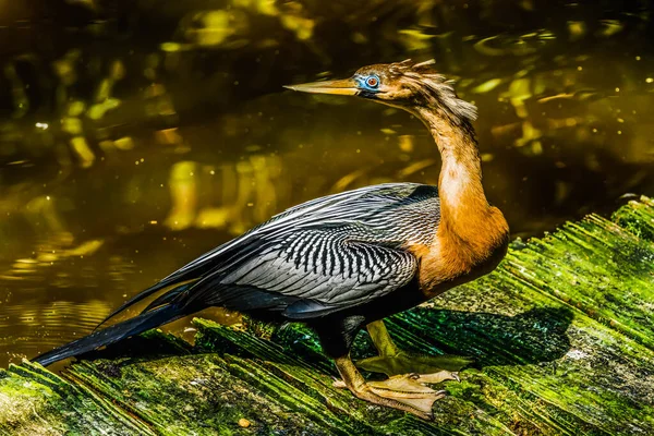 American Anhinga Darter Snakebird Waterbird Florida — Foto de Stock