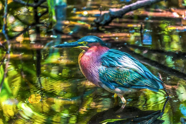 Цветная Зеленая Цапля Рыбалка Флорида Буторидес Виресцирует — стоковое фото