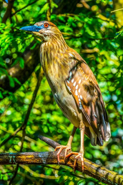 Coloré Jaune Couronné Heron Pêche Floride Nyctanassa Violacée — Photo