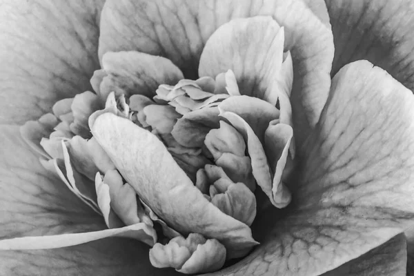 Black White Camellia Reticulata Blooming Macro Common China Japan — Stock Photo, Image