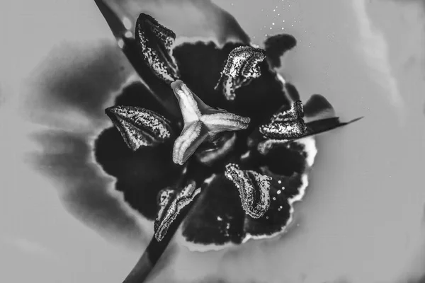 Black White Red Darwin Hybrid Tulip Blooming Macro Tulipas São — Fotografia de Stock