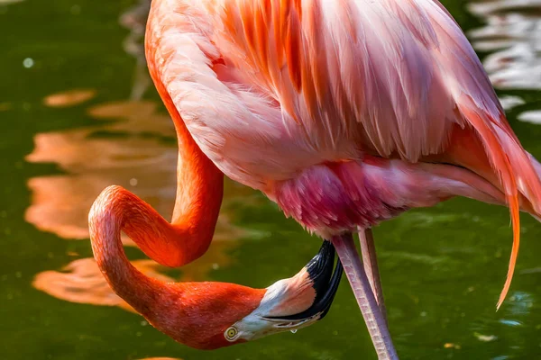 Kolorowy Pomarańczowy Różowy Amerykański Karaiby Flamingo Florida Fenicopterus Ruber Rdzenny — Zdjęcie stockowe