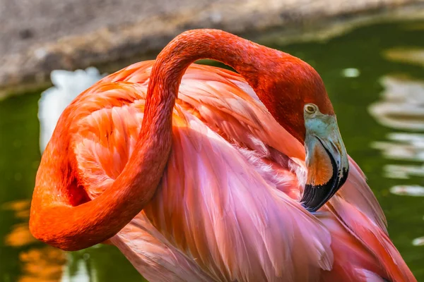 Kolorowy Pomarańczowy Różowy Amerykański Karaiby Flamingo Florida Fenicopterus Ruber Rdzenny — Zdjęcie stockowe