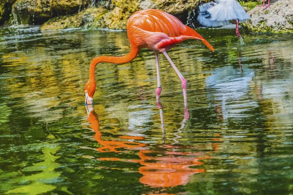 Färgglada Orange Rosa Amerikanska Karibien Flamingo Florida Phoenicopterus Ruber Native — Stockfoto