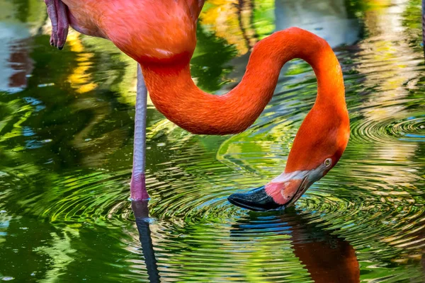 Färgglada Orange Rosa Amerikanska Karibien Flamingo Florida Phoenicopterus Ruber Native — Stockfoto