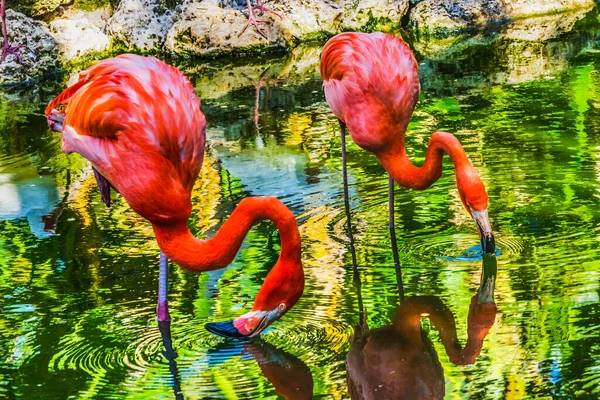 Färgglada Orange Rosa Amerikanska Karibien Flamingos Florida Phoenicopterus Ruber Native — Stockfoto