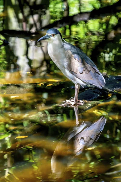 Colorido Preto Coroado Noite Garça Pesca Flórida Nycticorax — Fotografia de Stock