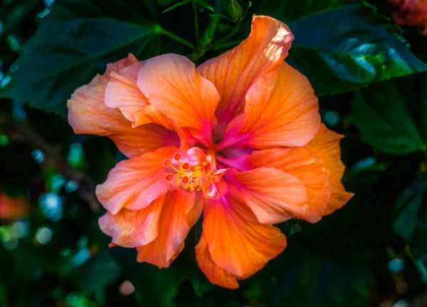 Double Orange Tropical Hibiscus Blomma Gröna Blad Florida Tropisk Hibiskus — Stockfoto