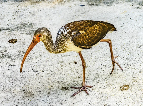 Renkli Juevinile Kahverengi Amerikan Beyaz Ibis Florida Eudocimus Albus — Stok fotoğraf