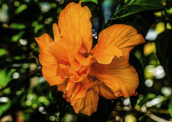 Dubbla Golden Tropical Hibiscus Blomma Gröna Blad Florida Tropisk Hibiskus — Stockfoto