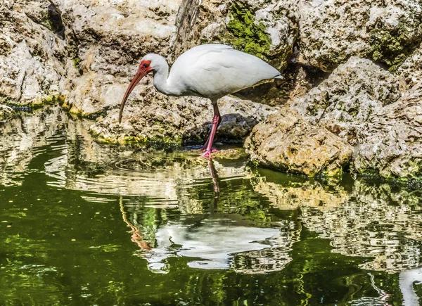 Colorido American White Ibis Pesca Florida Eudocimus Albus — Fotografia de Stock