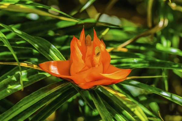 Colorido Naranja Floreciente Pandanus Tropical Flower Green Leaves Florida Freycinetia —  Fotos de Stock