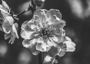 Pembe Şeftali Çiçekli Meyve Ağacı Macro Bellevue Washington Eyaleti