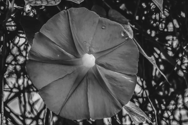 Black White Heavenly Morning Glory Ipomoea Tricolor Blossom Blooming Macro — Foto de Stock