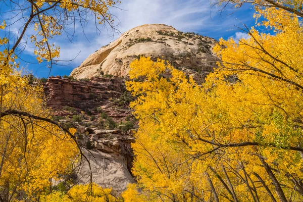 Coloridos Árboles Amarillos Cottonwood Autumn White Rock Dome Mountain Valley — Foto de Stock