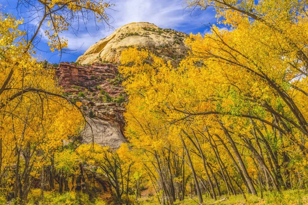 Colorat Galben Conttonwood Copaci White Rock Dome Mountain Autumn Canyonlands — Fotografie, imagine de stoc