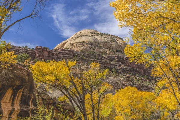 Barevné Žluté Conttonwood Stromy White Rock Dome Mountain Autumn Canyonlands — Stock fotografie