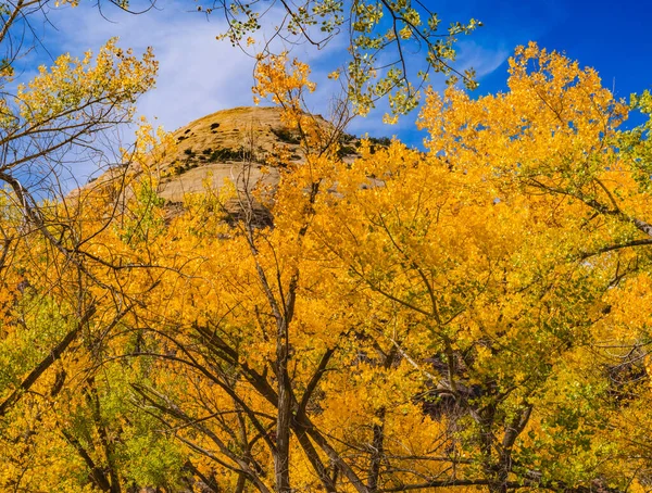 カラフルな黄色のコントンウッドの木ホワイトロックドームマウンテン秋のキャニオンランズ国立公園針地区ユタ州 — ストック写真