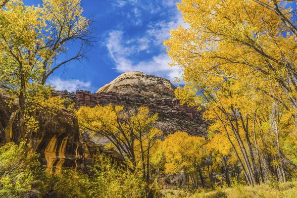 Coloridos Árboles Amarillos Conttonwood White Rock Dome Mountain Autumn Canyonlands — Foto de Stock