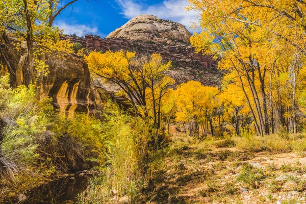 Barevné Žluté Conttonwood Stromy White Rock Dome Mountain Autumn Canyonlands — Stock fotografie