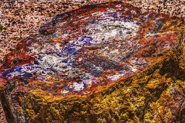 Red Orange Yellow Petrified Wood Log Abstrato Floresta Cristal Parque — Fotografia de Stock