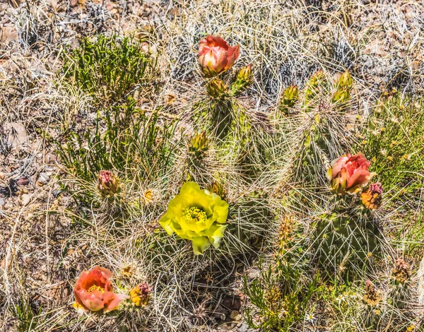 Yellow Pink Blossoms Plains Prickleypear Cactus Blooming Macro Opuntia Polyacantha — Stock Photo, Image