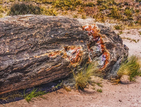 レッドオレンジイエローペチフィードウッドログブルーメサペチフィードフォレスト国立公園アリゾナ州 — ストック写真