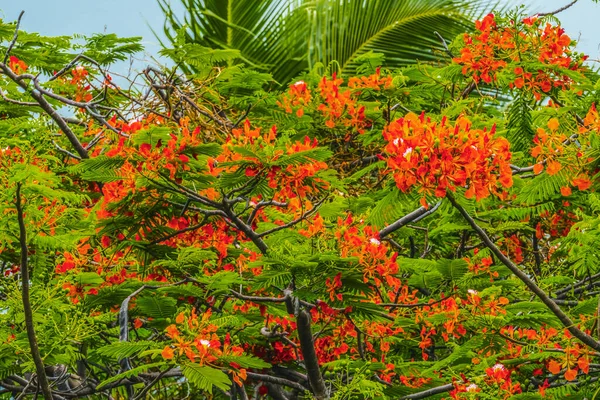 Red Flame Tree Delonix Regia Royal Poinciana Green Leaves Moorea — Fotografia de Stock