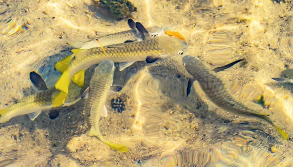 Kleurrijk Rundvlees Visgeelvinnen Geitenvis Brood Eten Abstract Moorea Tahiti Frans — Stockfoto