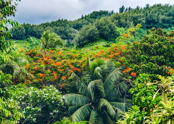 Красное Пламя Пальмы Зеленое Тропическое Растение Листья Муреа Таити Французская — стоковое фото