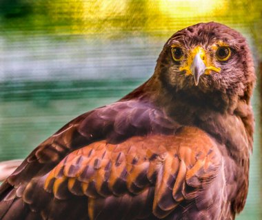 Renkli Kızıl Kuyruklu Şahin yırtıcı kuş Florida Buteo Jamaicensis 'i arıyor.