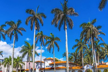 Uzun Palmiye Ağaçları Apartmanı Turuncu Çatı Şehir Merkezi Palm Beach Florida