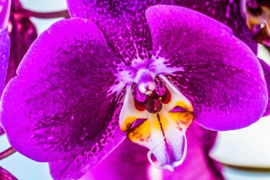Mor Pembe Güve Orkidesi Tropikal Florida Çiçeği Phalaenopsis blume