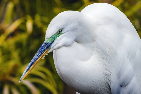흰색에그 과아름다운 플로리다 아르데아 알바는 그레이트 화이트 헤론으로 도알려져 — 스톡 사진
