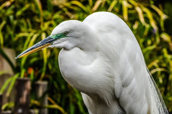 흰색에그 과아름다운 플로리다 아르데아 알바는 그레이트 화이트 헤론으로 도알려져 — 스톡 사진