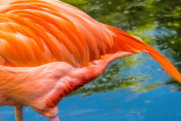 Colorful Orange Pink Feathers American Caribbean Flamingo Florida Phoenicopterus Ruber — Stock Photo, Image