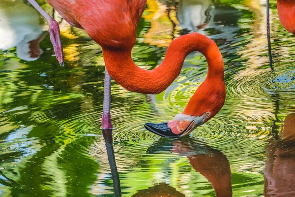 Kolorowy Pomarańczowy Różowy Amerykański Karaiby Flamingo Florida Fenicopterus Ruber Rdzenny — Zdjęcie stockowe