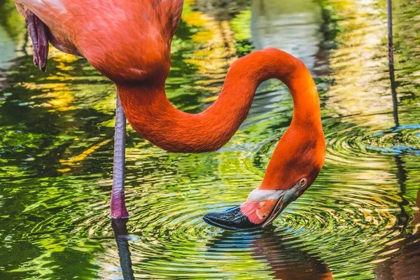 Färgglada Orange Rosa Amerikanska Karibien Flamingo Florida Phoenicopterus Ruber Native — Stockfoto