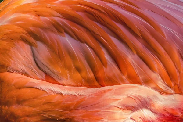 Colorful Orange Pink Feathers American Caribbean Flamingo Florida Phoenicopterus Ruber — Stock Photo, Image