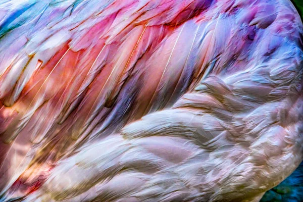カラフルな白いピンクの羽より大きなフラミンゴフェニコテルスのバラのフロリダ — ストック写真