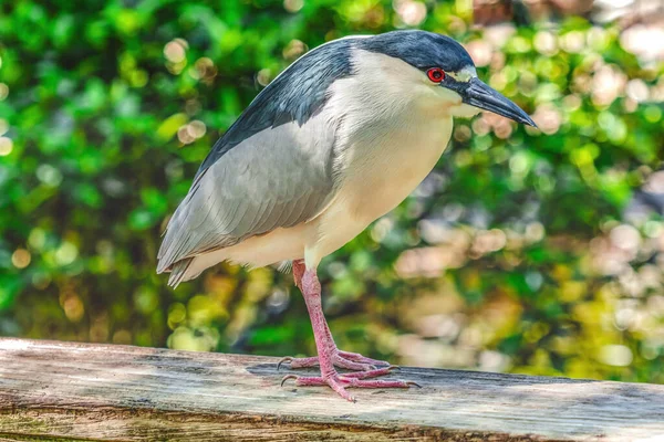 검은색 군중의 Heron Florida Nycticorax — 스톡 사진