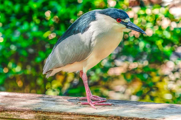 Гаряча Чорна Коронована Ніч Heron Florida Nycticorax — стокове фото